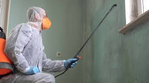 Best Black Mold Removal in USA